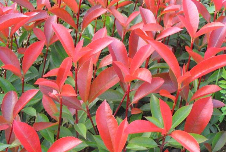 湖北凱蒂園林 湖北凱蒂園林