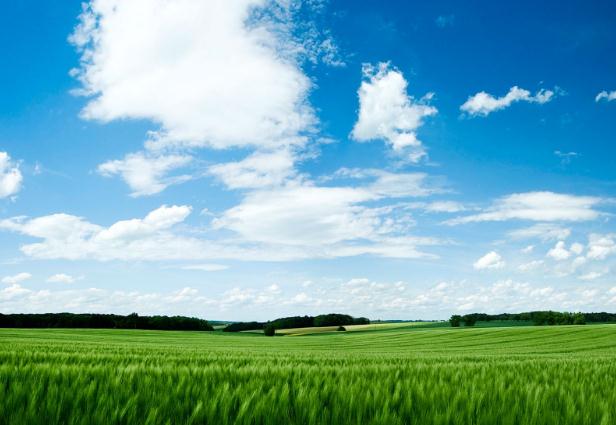 國(guó)務(wù)院辦公廳關(guān)于健全 生態(tài)保護(hù)補(bǔ)償機(jī)制的意見 國(guó)辦發(fā)〔2016〕31號(hào)