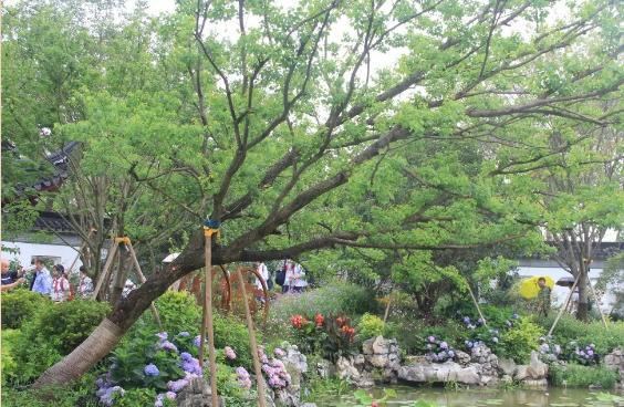 園林景觀樹木布置時需要注意哪些?