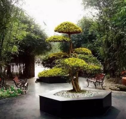 景觀造型樹，憑啥那么貴？