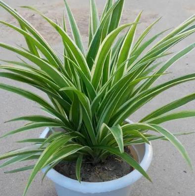 關于金邊吊蘭，你不能不知道的5個養護小技巧