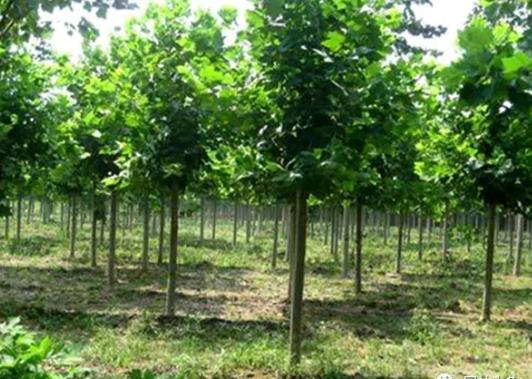 園林綠化中幾種常見速生樹種，發展趨勢怎么樣？