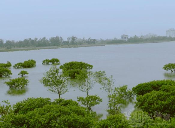 廣西這樣對紅樹林進行保護規(guī)劃與生態(tài)修復