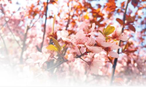 天津和平區：這樣提升城市綠化品質